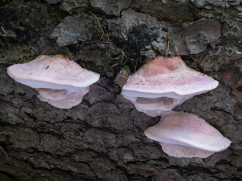 Leptoporus mollis